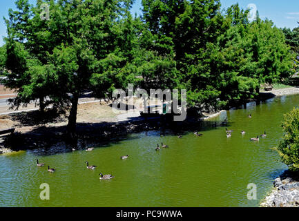 Canada Gänse am Teich in William Cann Civic Center Park, Union City, Kalifornien Stockfoto