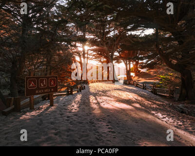 Eingang zum Pfeiffer Beach in der Nähe von Big Sur, Kalifornien. Sunburst über Filialen während der späten Nachmittag Sonnenuntergang wie Zypressen werfen Schatten auf dem Sand. Stockfoto