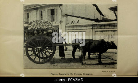 Landwirtschaftlichen Bulletin der Meerenge und Federated Malay States. Neue Serie Stockfoto