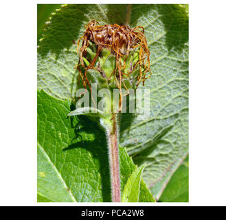18 Echter Alant (Inula helenium) 02c Stockfoto