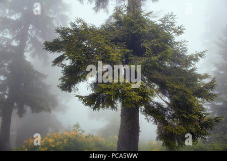 Blick auf Pinien im Nebel. Das Bild wird in der Berg rief Sis von Trabzon Stadt in der Schwarzmeerregion der Türkei erfasst. Stockfoto