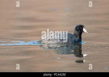 Amerikanische Blässhuhn (Fulica americana), April, Nordamerika, von Dominique Braud/Dembinsky Foto Assoc Stockfoto