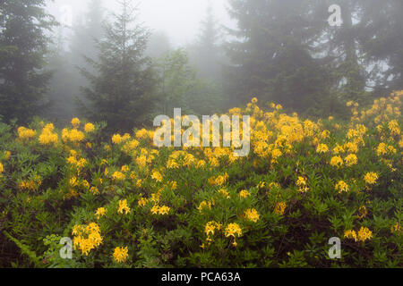 Blick auf Pinien, Berg Rosen im Nebel (Rhododendron luteum) wird das Bild in die Berg namens Sis von Trabzon Stadt im Schwarzen Meer erfasst Stockfoto