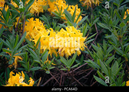 Sicht auf die Berge Rosen (Rhododendron luteum) wird das Bild in die Berg namens Sis von Trabzon Stadt in der Schwarzmeerregion der Türkei erfasst. Stockfoto