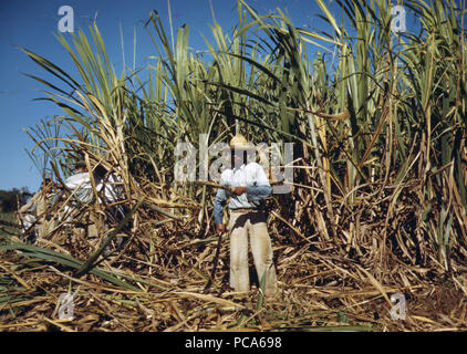 Zuckerrohr Arbeiter in den reichen Bereich, nähe von Puerto Rico Guanica, Januar 1942 Stockfoto