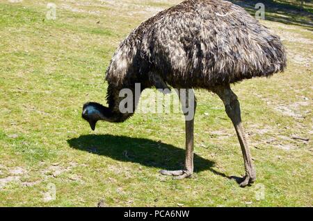 Die australische Tierwelt: Schön und neugierig Braun wwu Close-up in einem Park in Victoria (Australien) in der Nähe von Melbourne Stockfoto