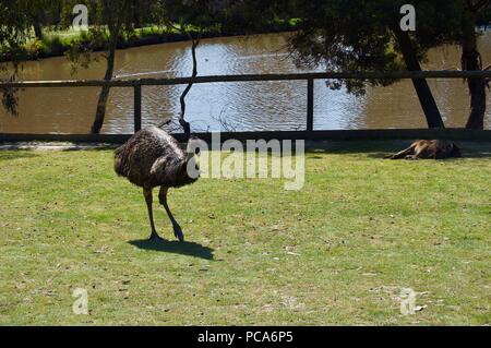 Die australische Tierwelt: Schön und neugierig Braun wwu Close-up in einem Park mit einem Teich in Victoria (Australien) in der Nähe von Melbourne Stockfoto