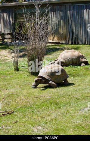 Alte Riesenschildkröten Familie mit Brown Shell in Victoria (Australien) in der Nähe von Melbourne, in der Sonne zu liegen in einem üppigen, grünen Rasen Stockfoto