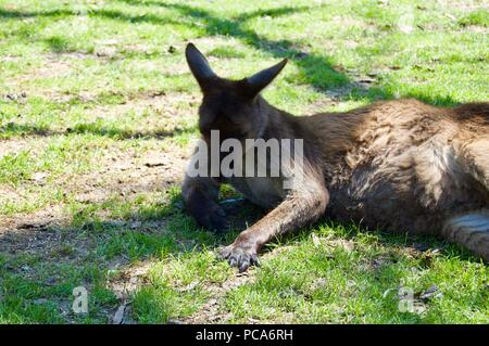 Niedliche pelzige braun Kangaroo in Victoria (Australien) in der Nähe von Melbourne, in der Sonne zu liegen in einem üppigen, grünen Rasen Stockfoto