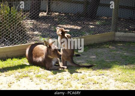 Eine nette Familie von Furry braunen Kängurus spielen im Freien in Victoria (Australien) in der Nähe von Melbourne an einem sonnigen Tag Stockfoto