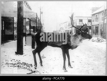 Gefüllte Rentier auf Straße - Dawson City, Yukon Territory, Kanada 1900 - 1923 Stockfoto