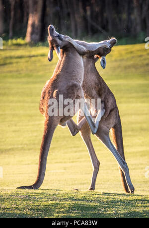 Kängurus kämpfen, Ellenbrook, Western Australia. Männliche Kängurus Kampf um Dominanz und das Recht sich zu paaren mit Frauen in ihren 'MOB' im Frühling Stockfoto