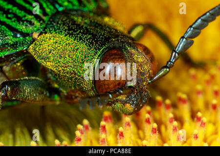 Opulenta Jewel (Cataxantha opulenta) Käfer auf Blume Stockfoto