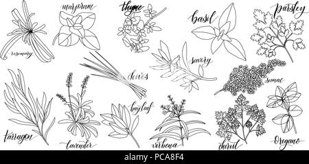 Set der beliebten kulinarischen Kräuter mit handgeschriebenen Namen. Rosmarin, Majoran-note, Thymian, Basilikum, Petersilie, Schnittlauch, Bohnenkraut, Sumach, Estragon lavendel Lorbeer eisenkraut Kerbel Oregano Stock Vektor