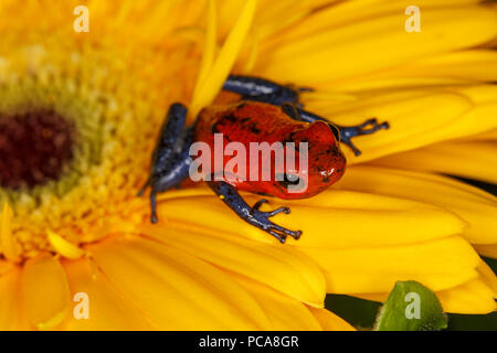 Nicaragua blue Jean dart Dart frog Frosch oder Pumilio (Oophaga pumilio) Stockfoto