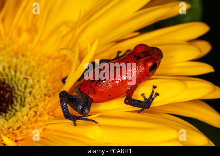 Nicaragua blue Jean dart Dart frog Frosch oder Pumilio (Oophaga pumilio) Stockfoto