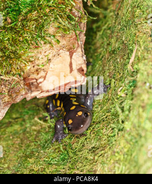 Salamander oder gelb gefleckte Salamander (Ambystoma maculatum) auf Moss entdeckt Stockfoto