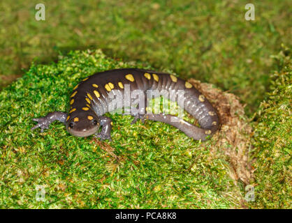 Salamander oder gelb gefleckte Salamander (Ambystoma maculatum) auf Moss entdeckt Stockfoto