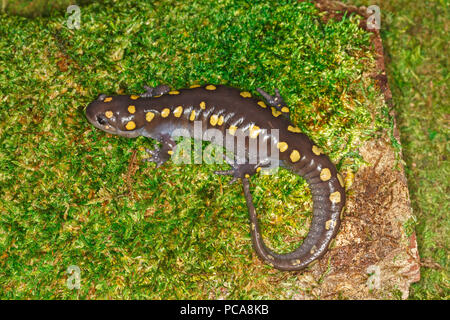 Salamander oder gelb gefleckte Salamander (Ambystoma maculatum) auf Moss entdeckt Stockfoto