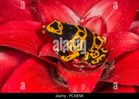 Bumblebee dart Frog (Dendrobates tinctorius) Stockfoto