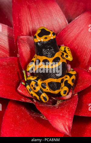 Bumblebee dart Frog (Dendrobates tinctorius) Stockfoto