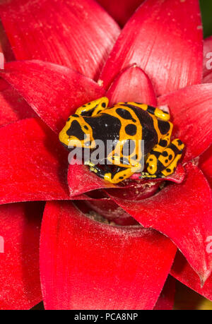 Bumblebee dart Frog (Dendrobates tinctorius) Stockfoto