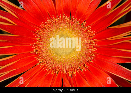 Rote Gerbera daisy Stockfoto