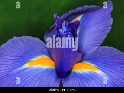Schließen Sie ip eines blauen Iris Blume Stockfoto