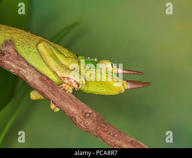 Jacksons Chamäleon, Jacksons gehörnten Chamäleon, oder Kikuyu drei Hörnern Chameleon (Trioceros jacksonii) auf Ast (Captive) Stockfoto