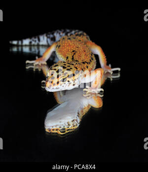 Leopard Gecko (Eublepharis macularius) auf Spiegel mit Reflexion Stockfoto