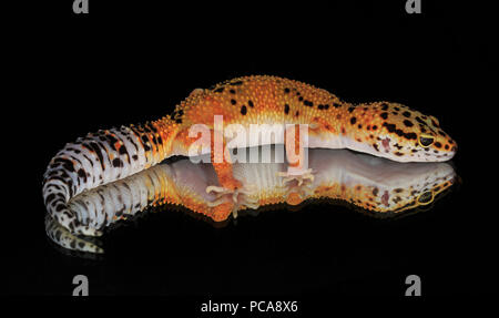 Leopard Gecko (Eublepharis macularius) auf Spiegel mit Reflexion Stockfoto