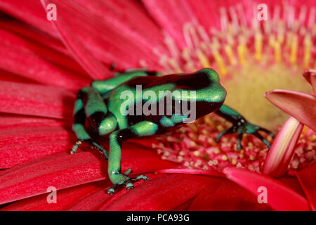 Grüne und schwarze auratus Dendrobates auratus Frosch (DART) Stockfoto