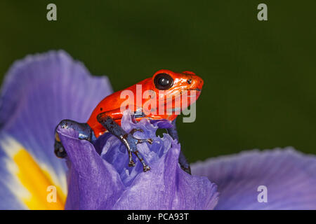 Nicaragua blue Jean dart Dart frog Frosch oder Pumilio (Oophaga pumilio) auf eine Iris Stockfoto