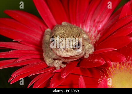 Grauer Laubfrosch (Hyla versicolor) auf gerbera Daisy Stockfoto