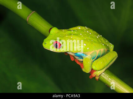 Rotäugigen Baumfrosch (Agalychnis Callidryas) Stockfoto