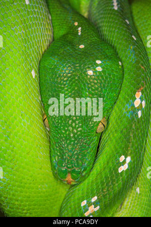 Green Tree python ((Morelia viridis) eingerollt auf Ast. Stockfoto