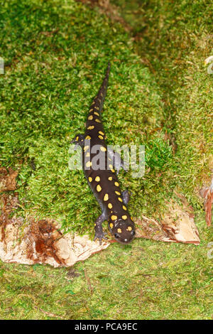 Salamander oder gelb gefleckte Salamander (Ambystoma maculatum) auf Moss entdeckt Stockfoto