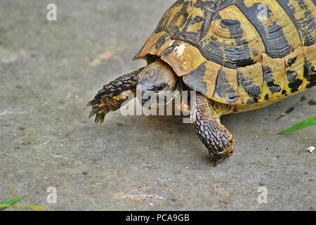 Eine Nahaufnahme einer Schildkröte zu Fuß auf dem Boden Stockfoto