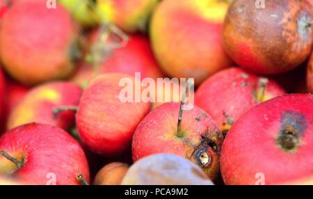 Nahaufnahme der Haufen der faule rote Äpfel. Stockfoto