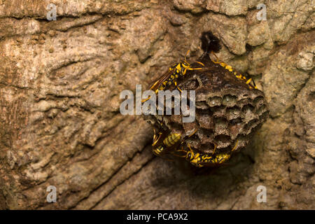 Taiwan Paper wasp Gebäude Nest von Schlamm Stockfoto