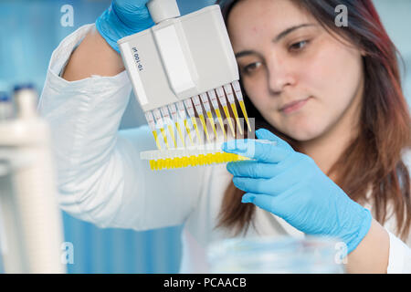 Frau-Techniker mit Multipipette im Genlabor PCR-Forschung. Studentin verwenden Pipette. Junge Wissenschaftlerin lädt Proben zur DNA-amplific Stockfoto