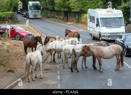 New Forest Ponys zu Verkehrsbehinderungen durch Burley in der Nähe von Ringwood. Stockfoto