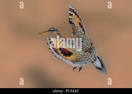 Sunbittern Stockfoto