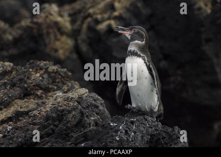 Galápagos-Pinguin Stockfoto