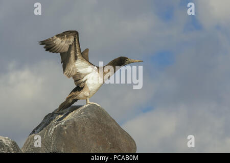 Blau-footed Sprengfallen Stockfoto