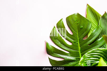 Eine echte Vielfalt an tropischen Blätter auf einem farbigen Hintergrund, Platz für Text Stockfoto