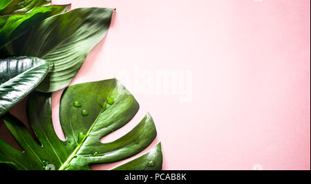 Eine echte Vielfalt an tropischen Blätter auf einem farbigen Hintergrund, Platz für Text Stockfoto