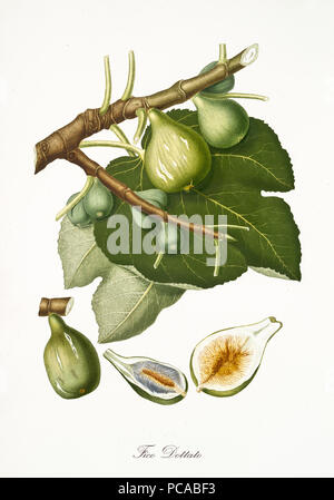 Gemeinsame Bild, Feigenbaum blättern und zwei Kapitel der Frucht auf weißem Hintergrund. Alte botanische Detaillierte watercolor Illustration von Giorgio Gallesio publ. 1817, 1839 Pisa Italien Stockfoto