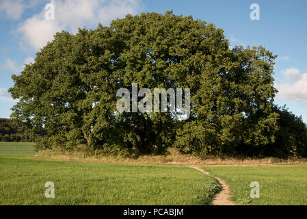 5500 Jahre alte Großsteingräber große Dolmen in der Nähe von Lancken-Granitz im Südosten der Insel Rügen in der Ostsee, im Nordosten Deutschlands. Stockfoto