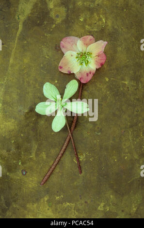 Ein Rosa und Creme und eine bleich Lime Green blumen Christrose oder Helleborus niger liegen auf getrübt Messing Stockfoto